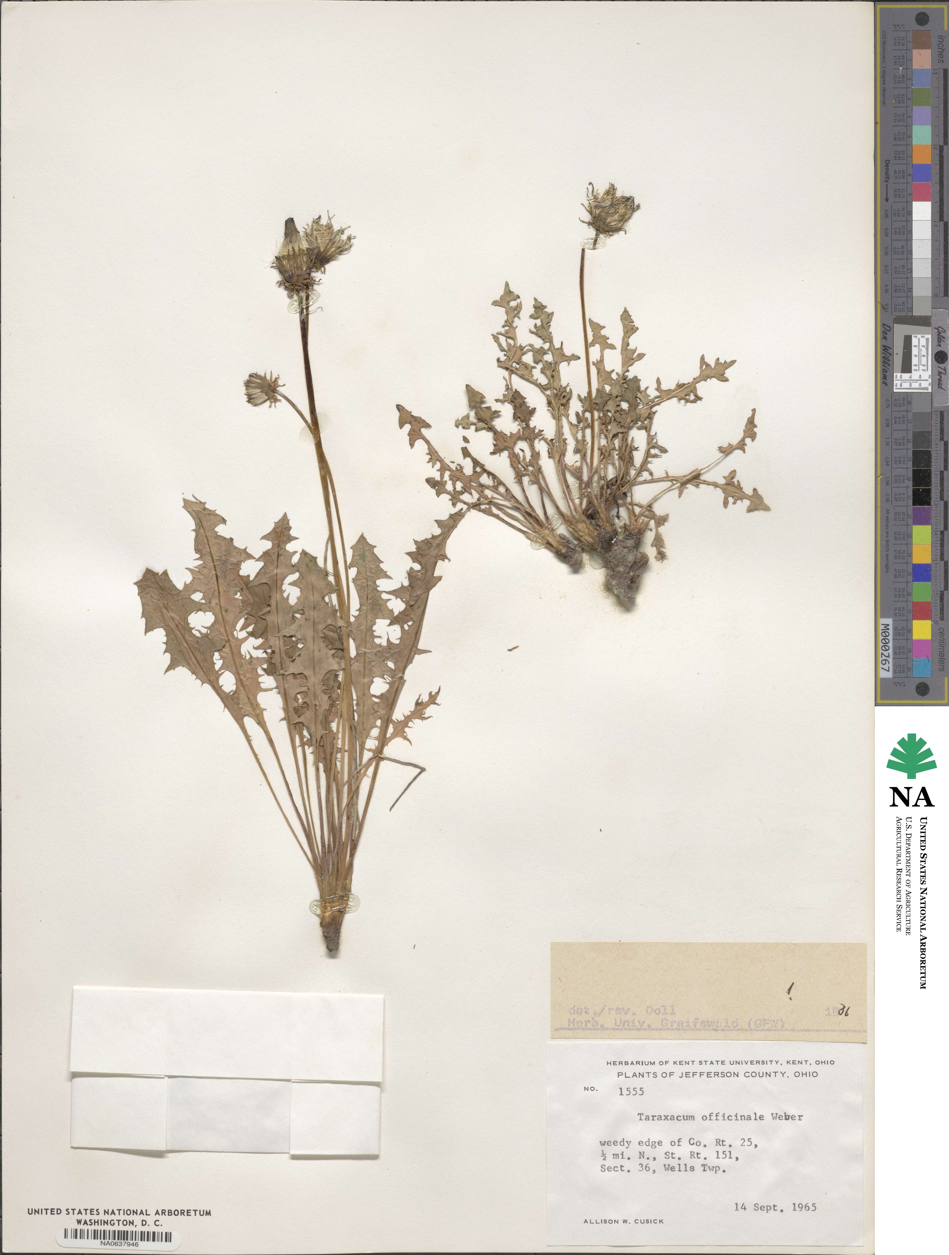 Taraxacum officinale image