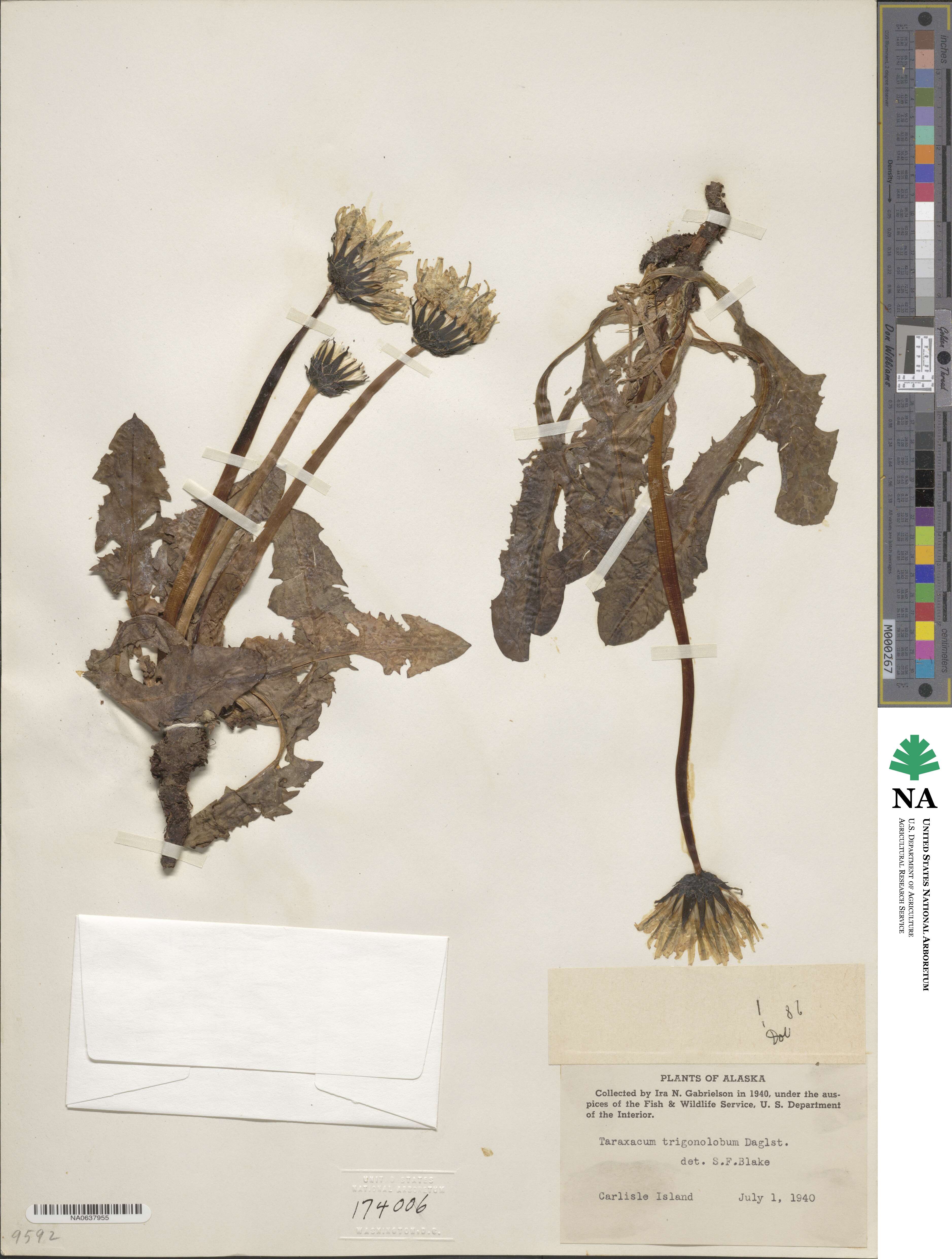 Taraxacum trigonolobum image