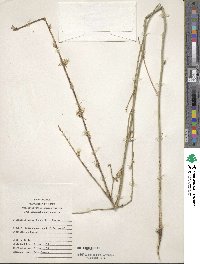 Chondrilla juncea image