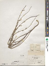 Chondrilla juncea image