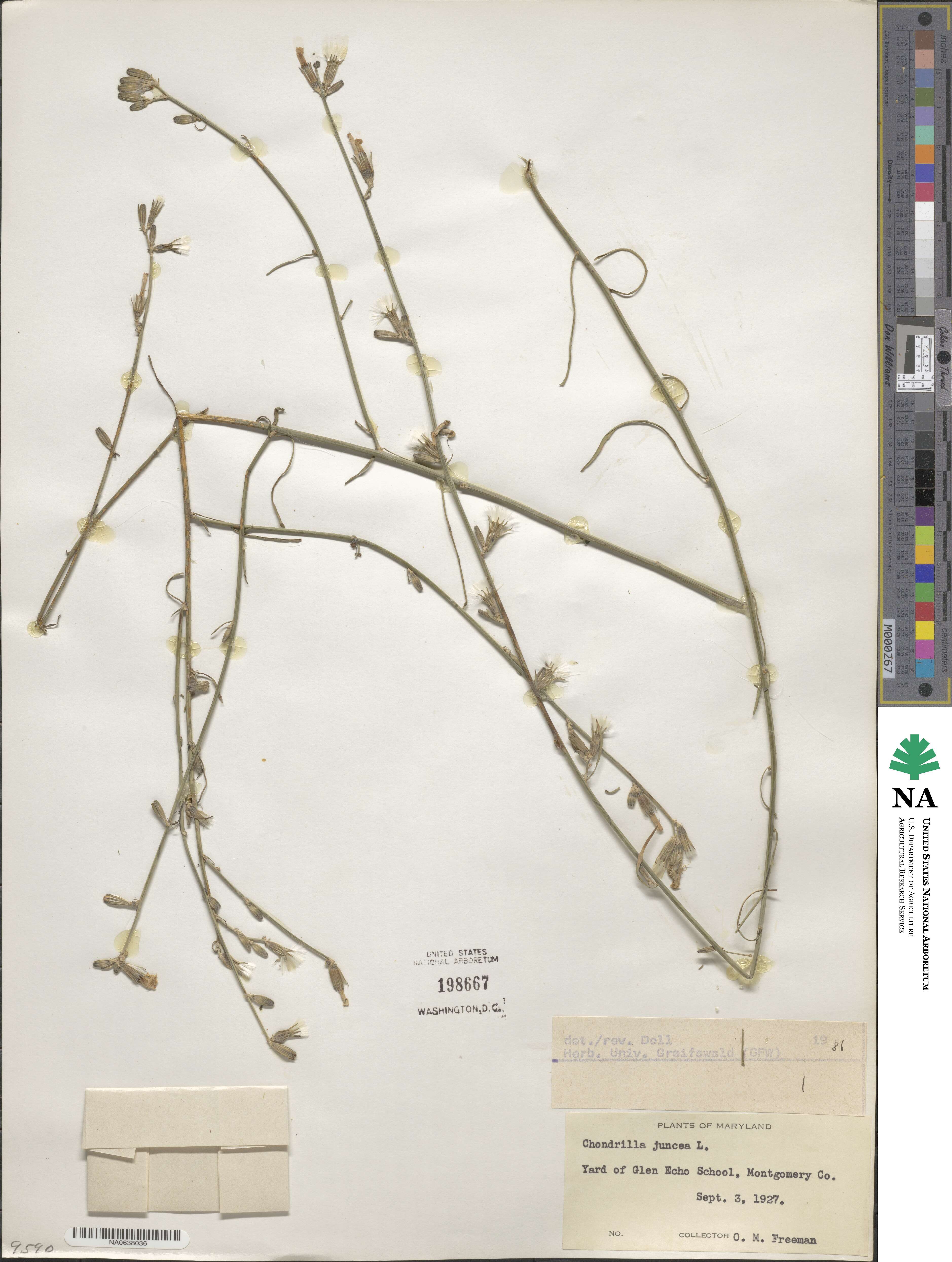 Chondrilla juncea image