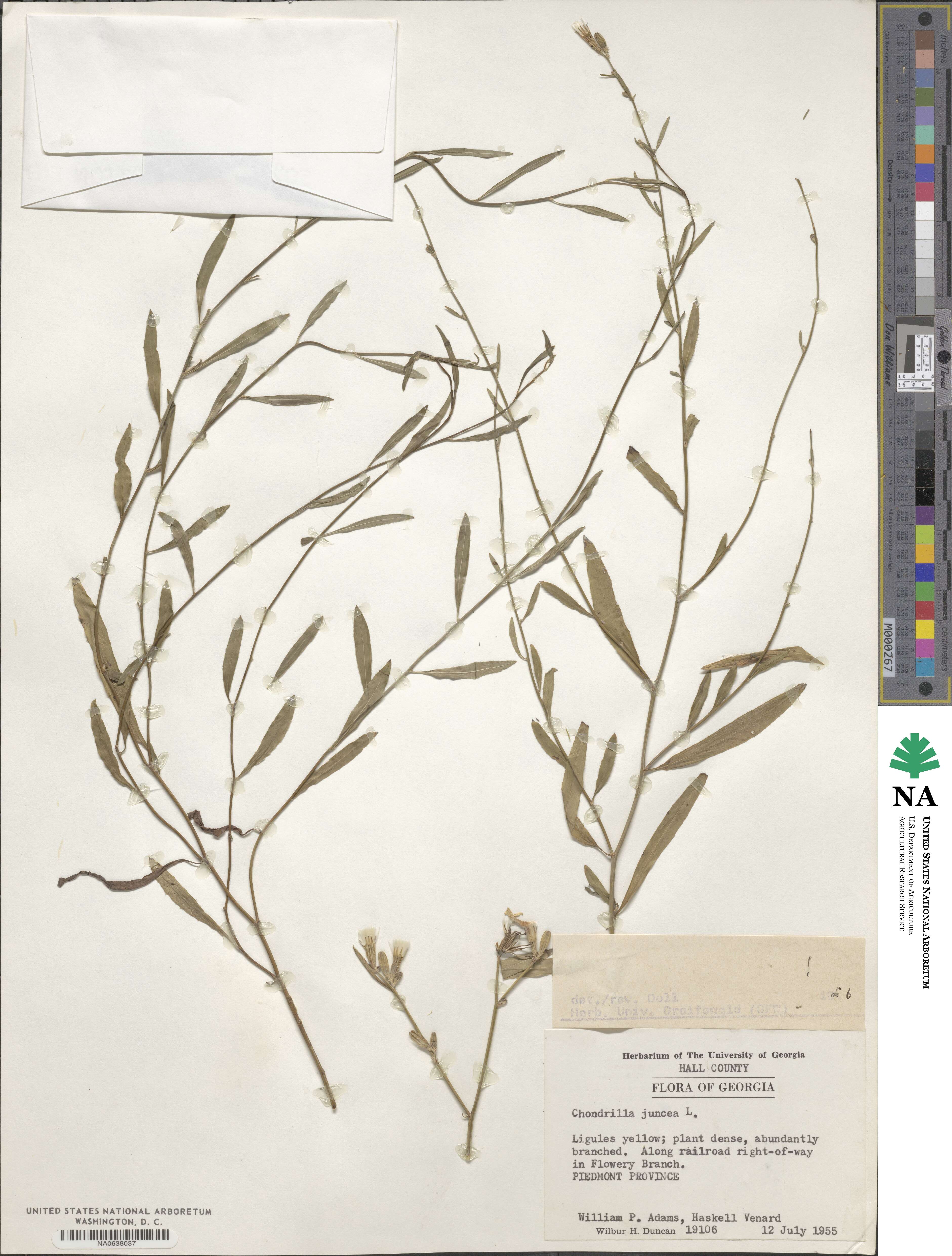 Chondrilla juncea image