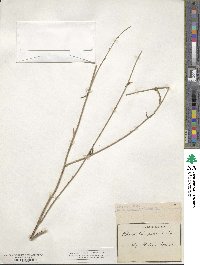 Chondrilla juncea image