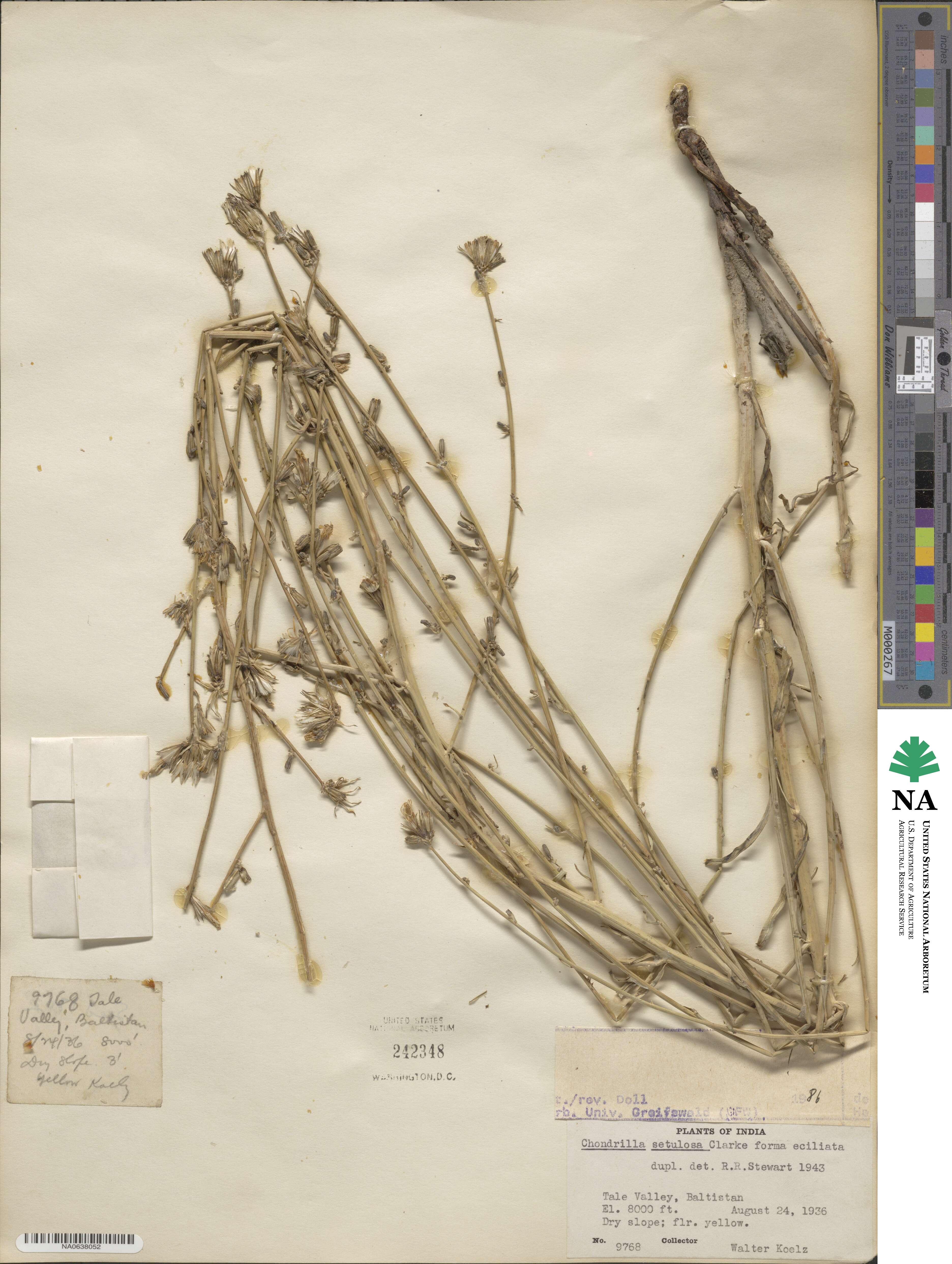 Chondrilla setulosa image