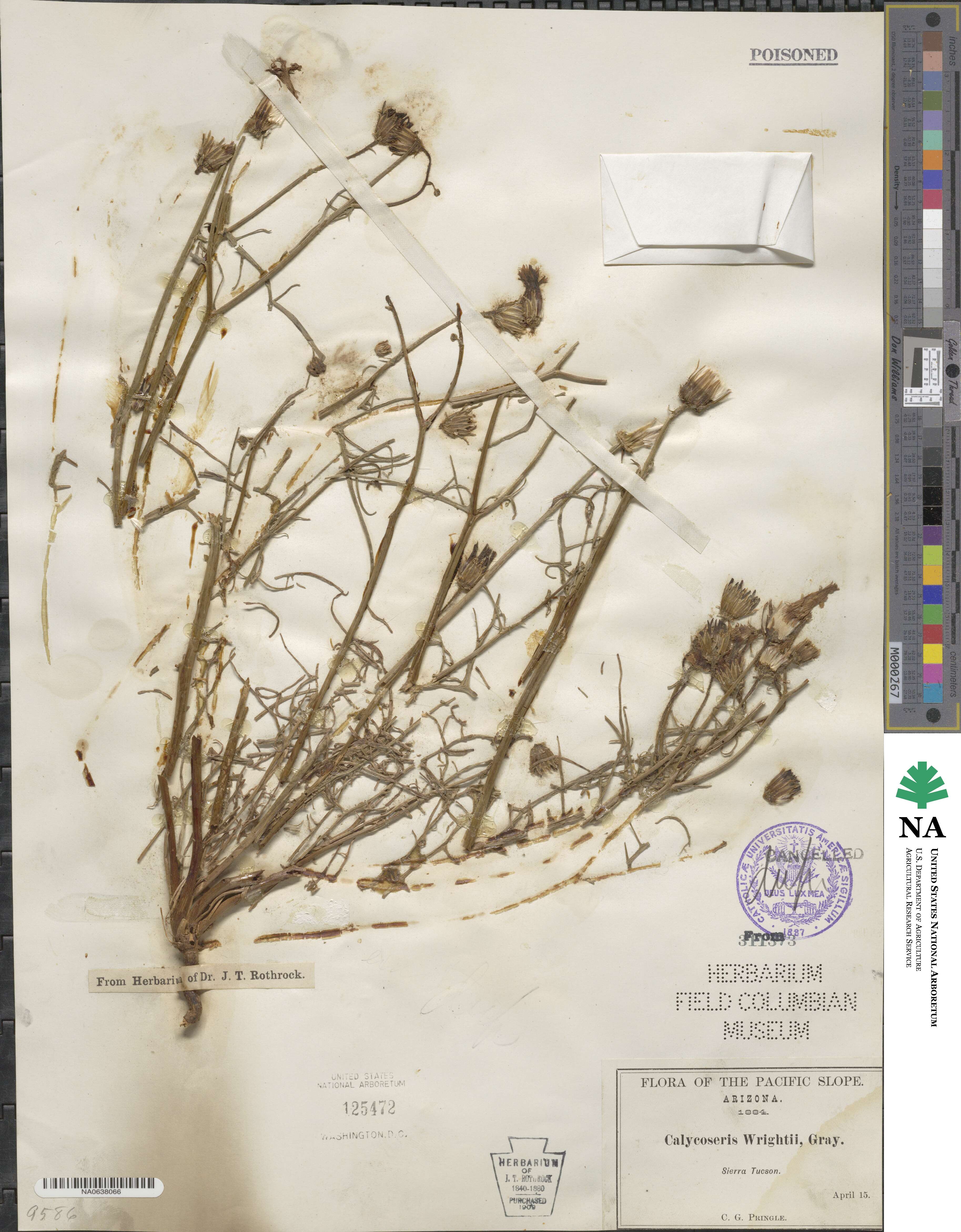 Calycoseris wrightii image