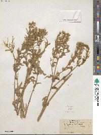 Andryala integrifolia image