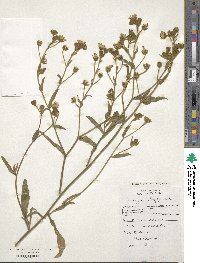 Andryala integrifolia image