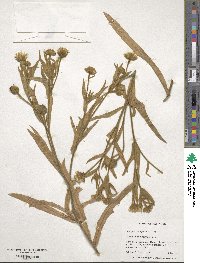 Andryala integrifolia image