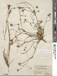 Malacothrix sonchoides image