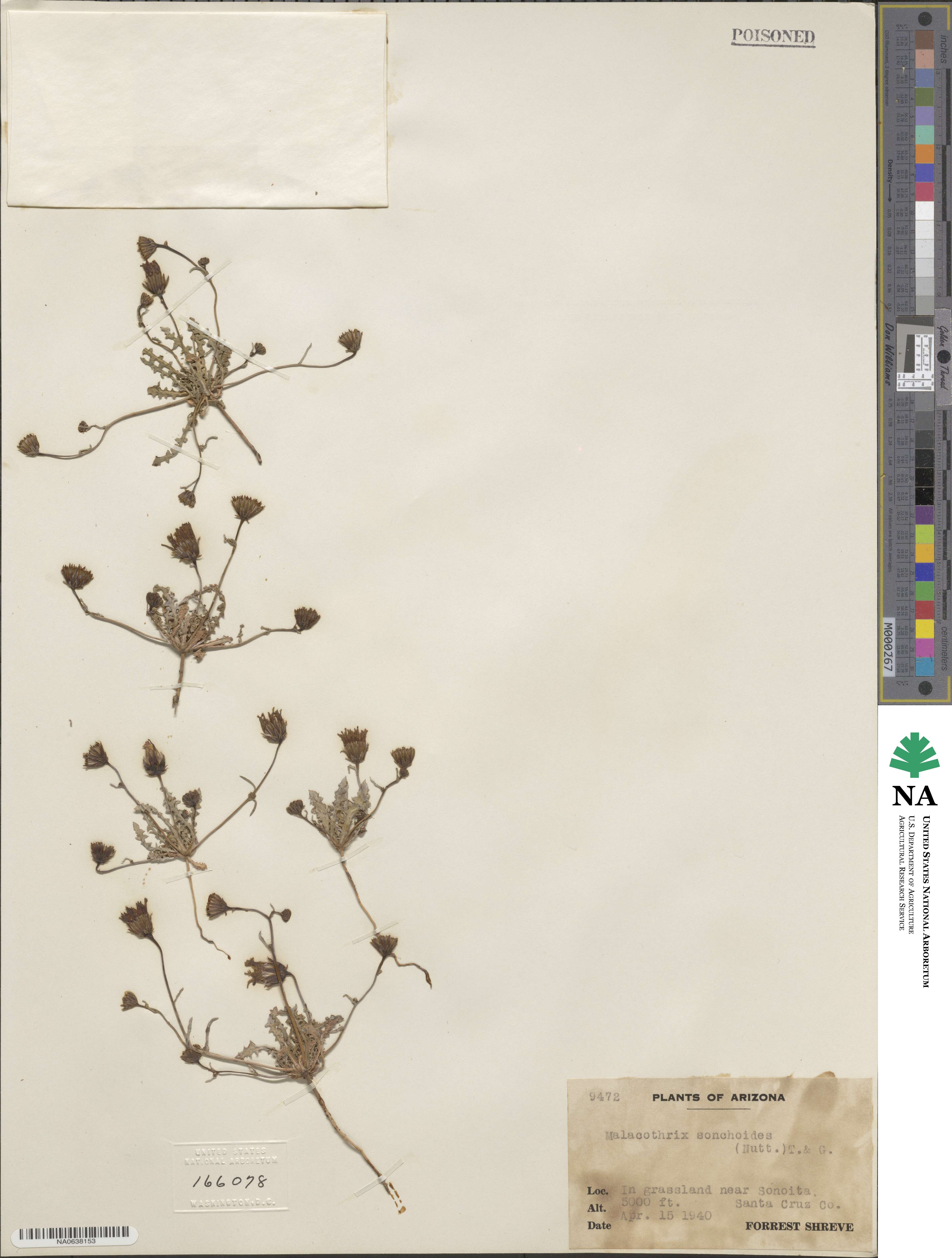 Malacothrix sonchoides image