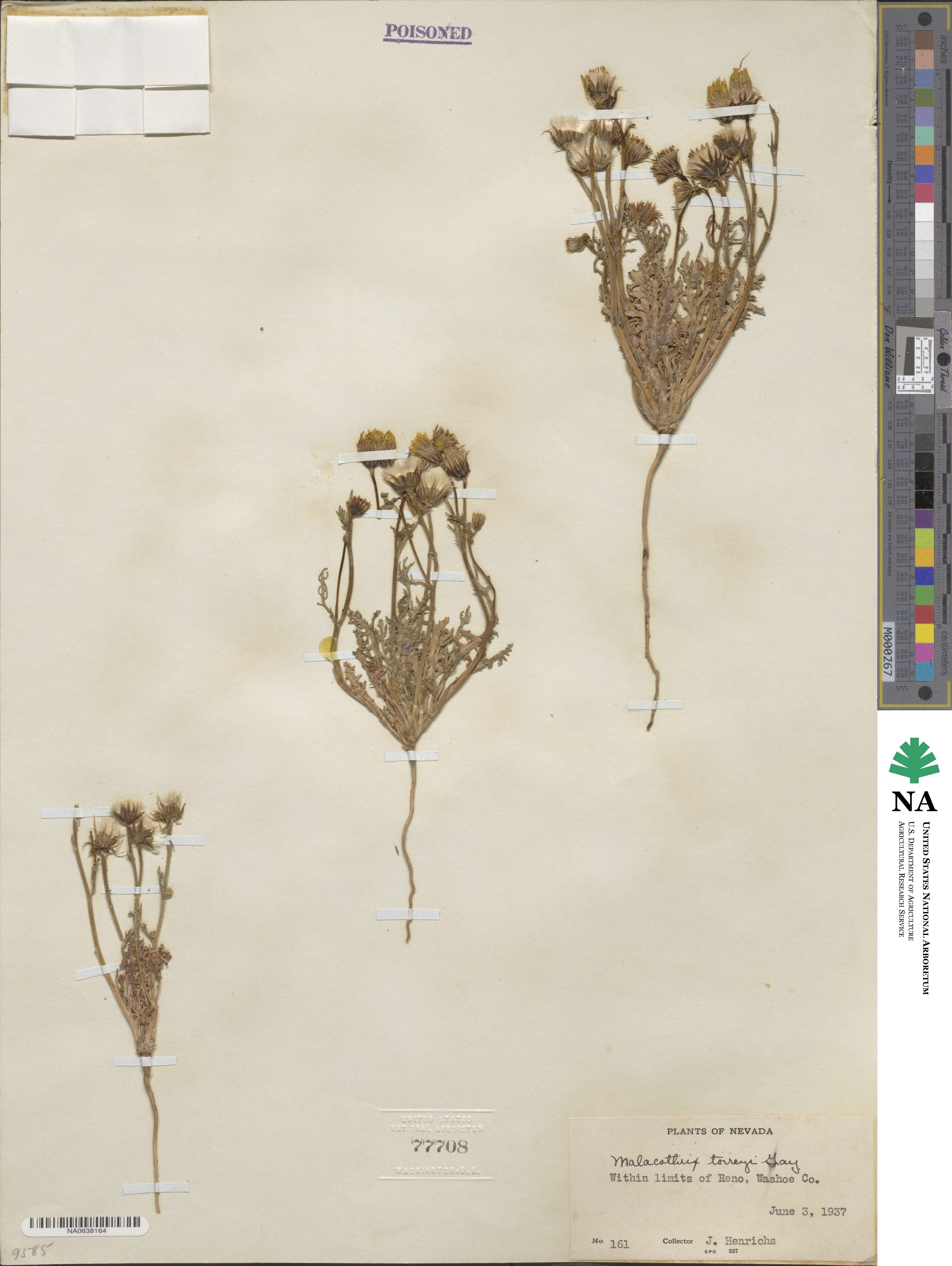 Malacothrix torreyi image