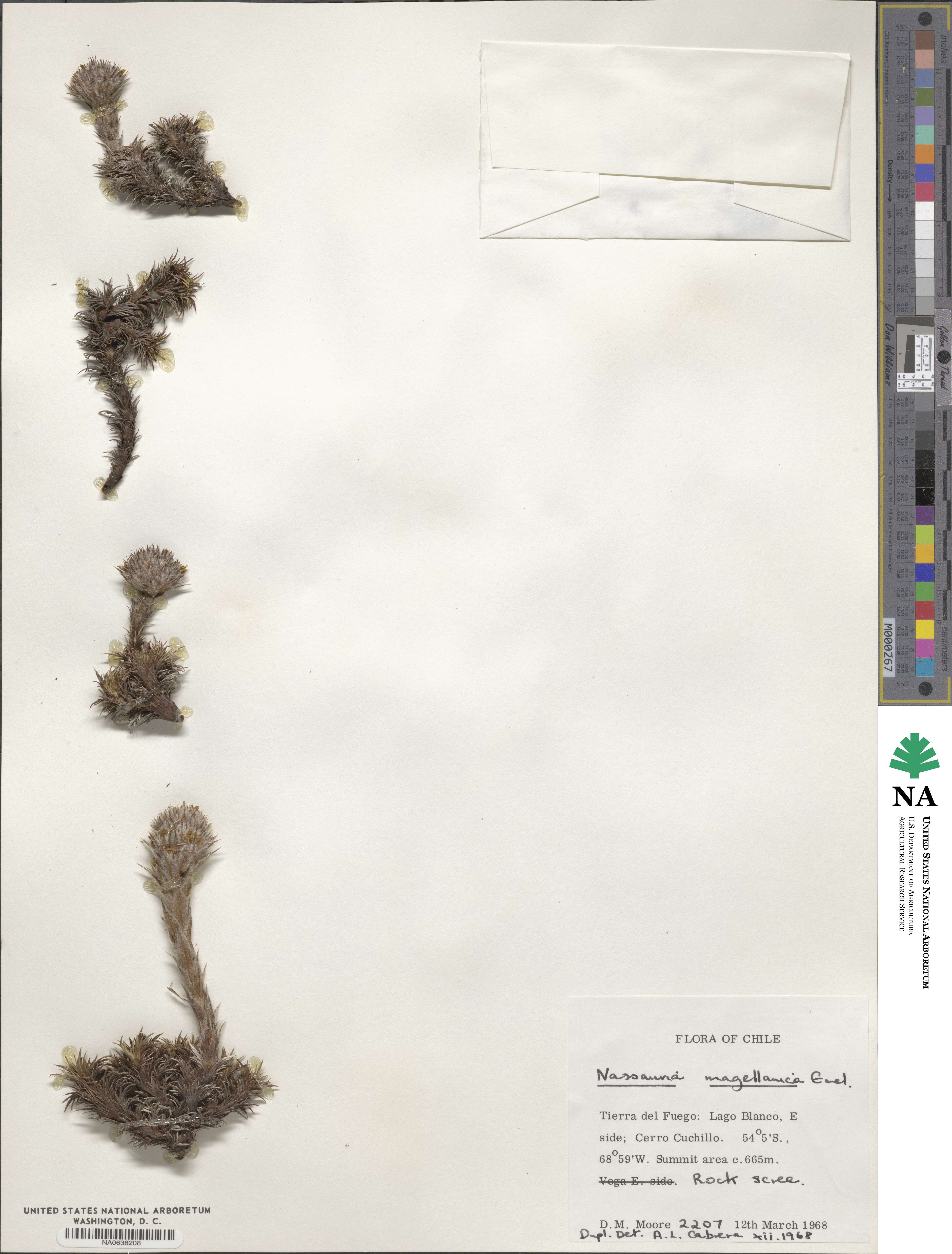 Nassauvia magellanica image