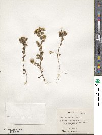 Triptilion gibbosum image