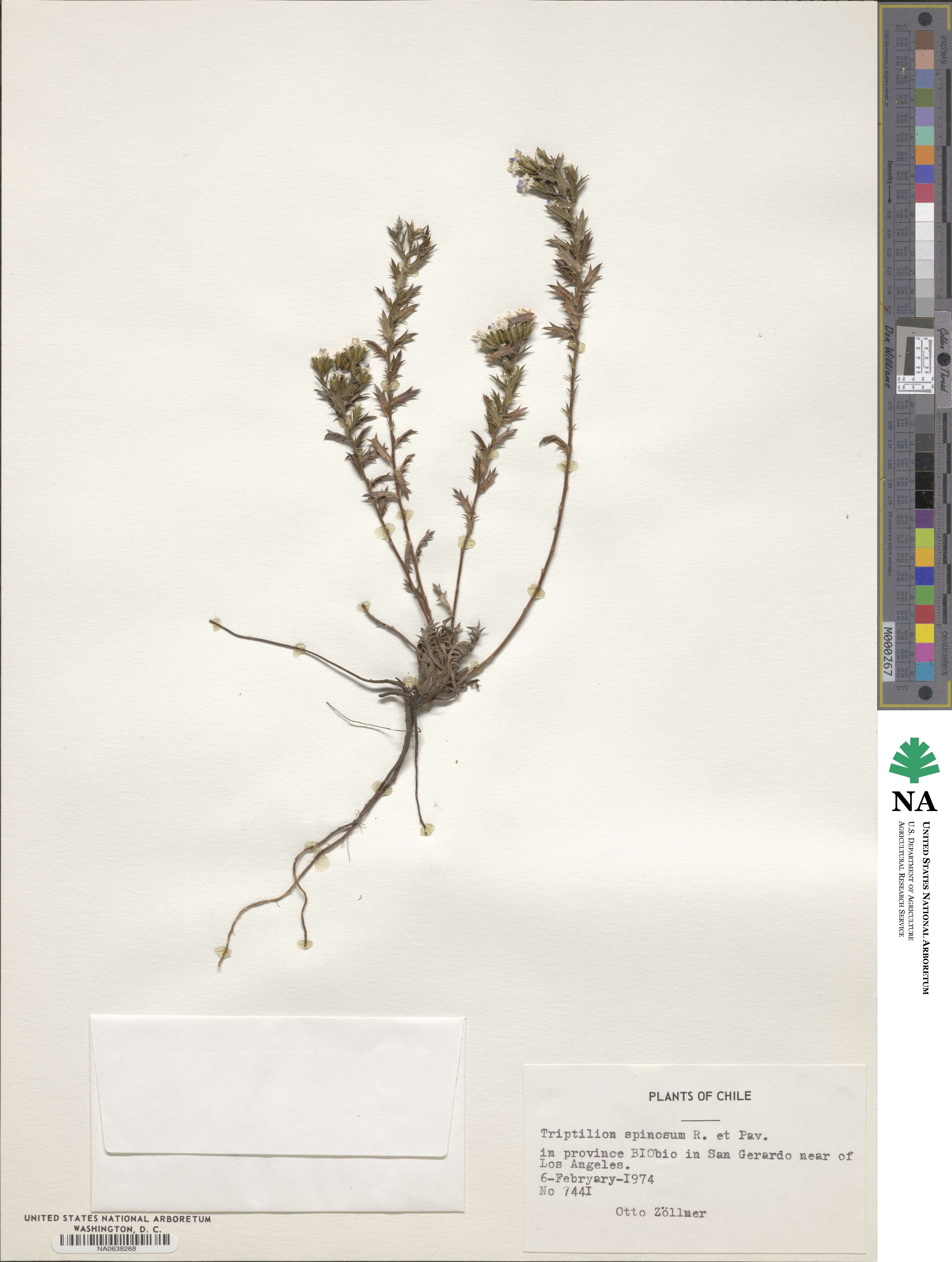 Triptilion spinosum image
