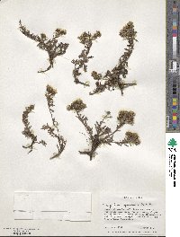 Triptilion spinosum image