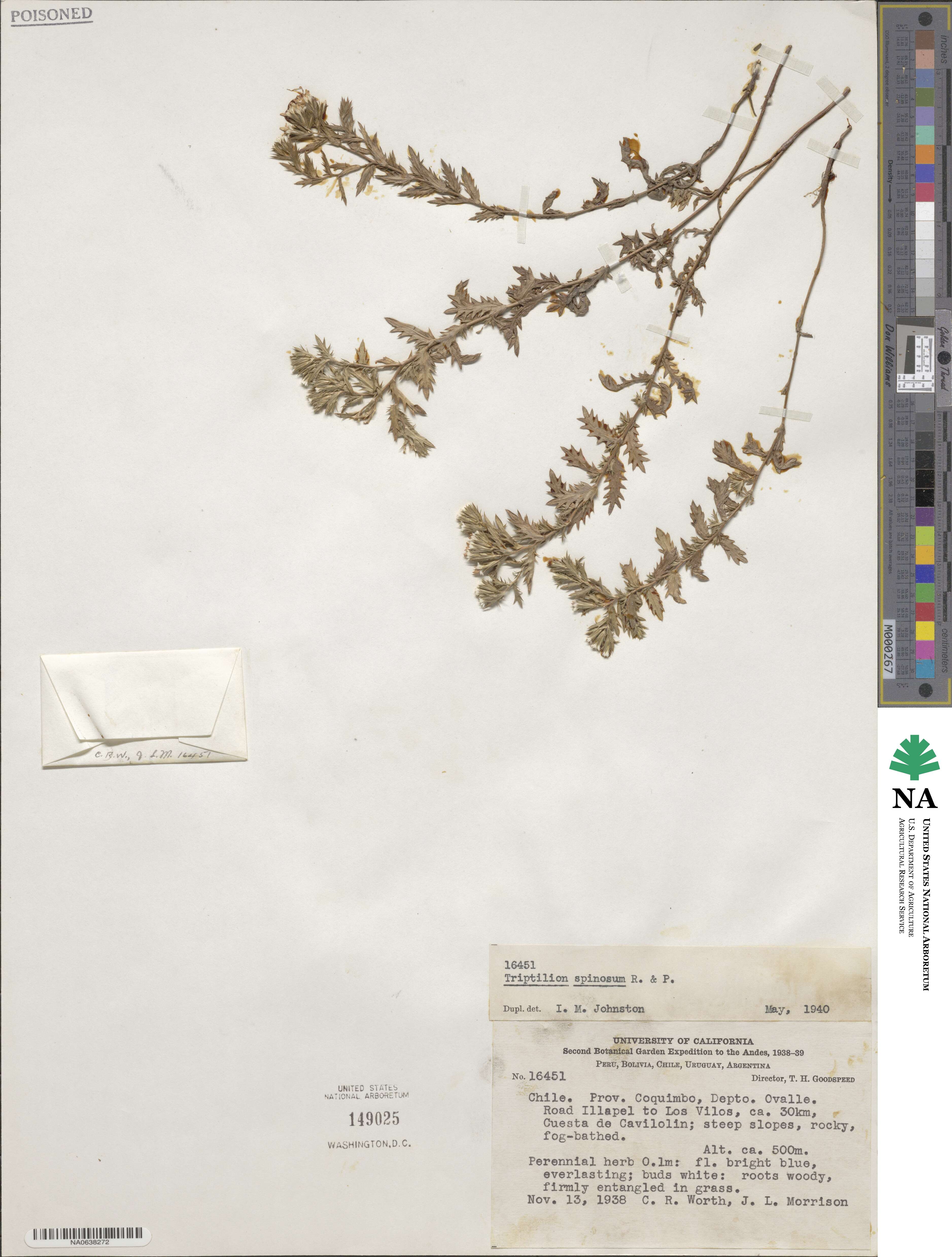 Triptilion spinosum image