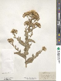 Acourtia wrightii image