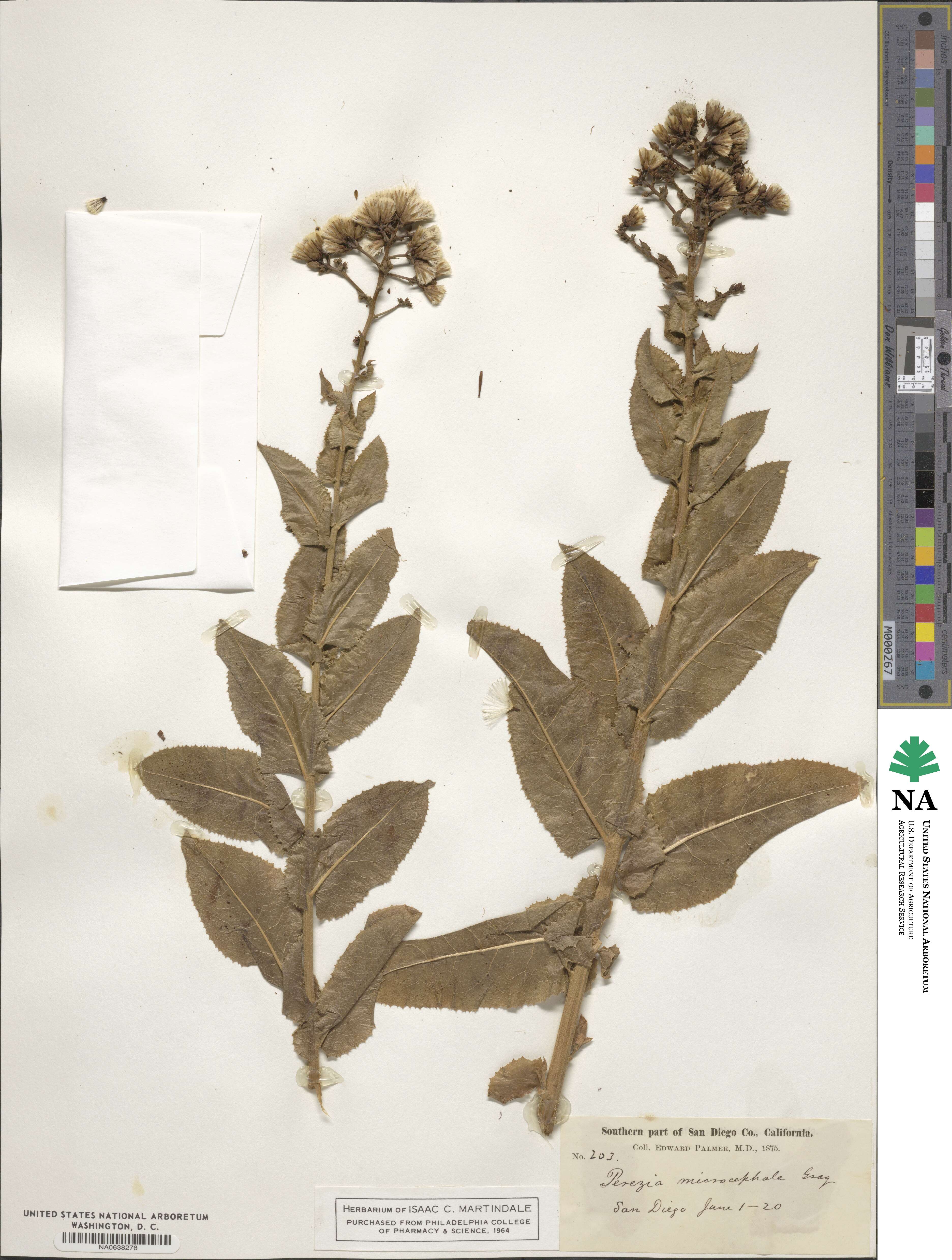 Perezia microcephala image