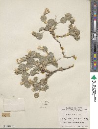 Acourtia nana image