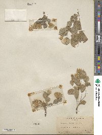 Acourtia nana image
