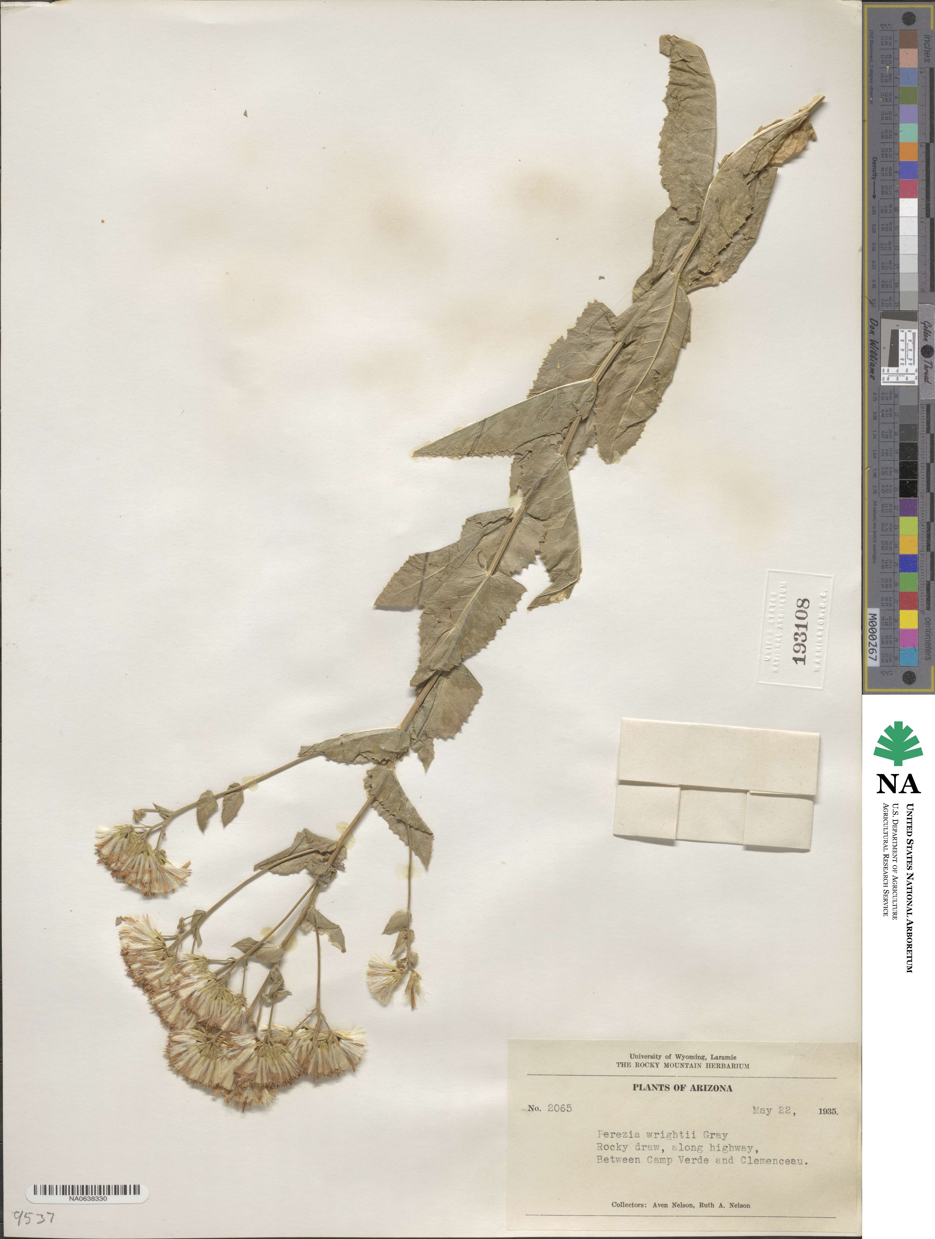 Acourtia wrightii image