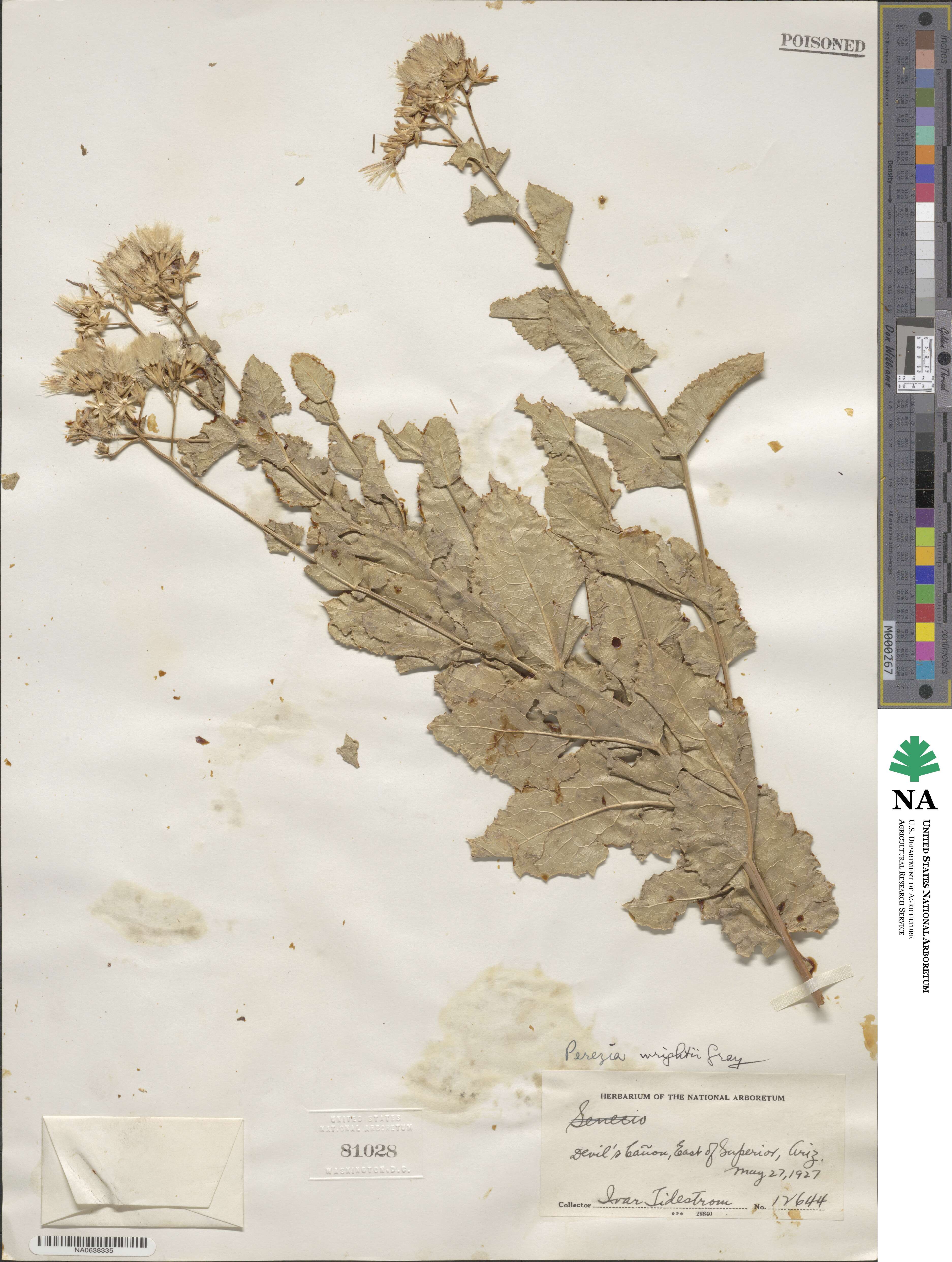 Acourtia wrightii image