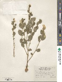 Acourtia nana image