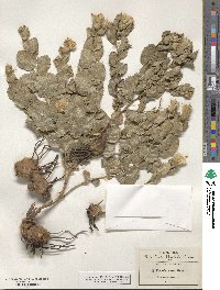 Acourtia nana image
