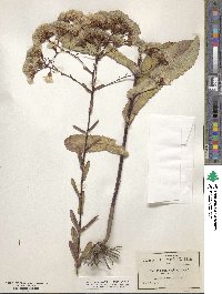 Acourtia fruticosa image