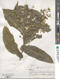 Acourtia wrightii image