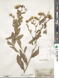 Acourtia wrightii image