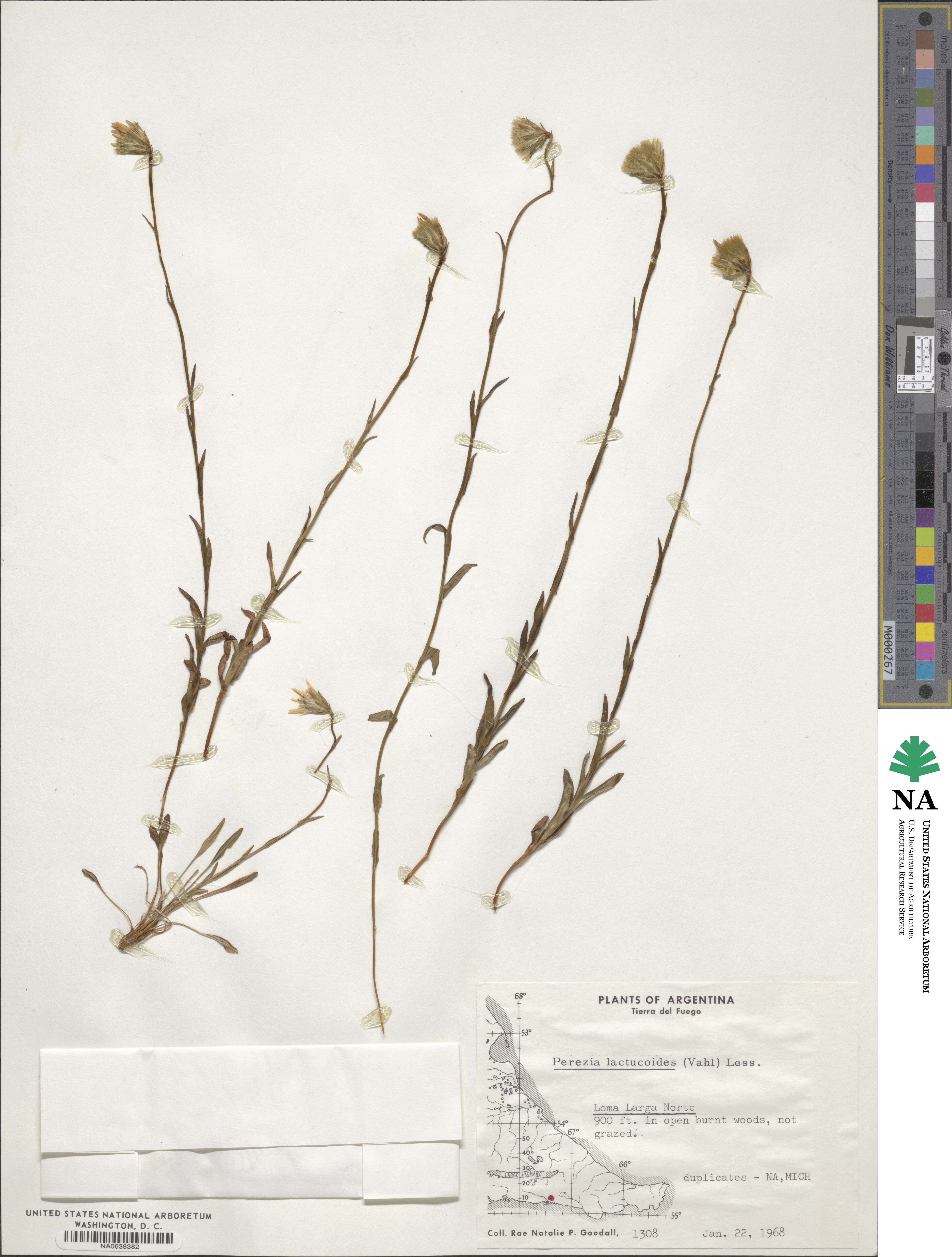Perezia lactucoides image