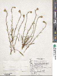 Perezia lactucoides image