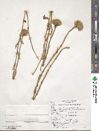 Perezia lactucoides image