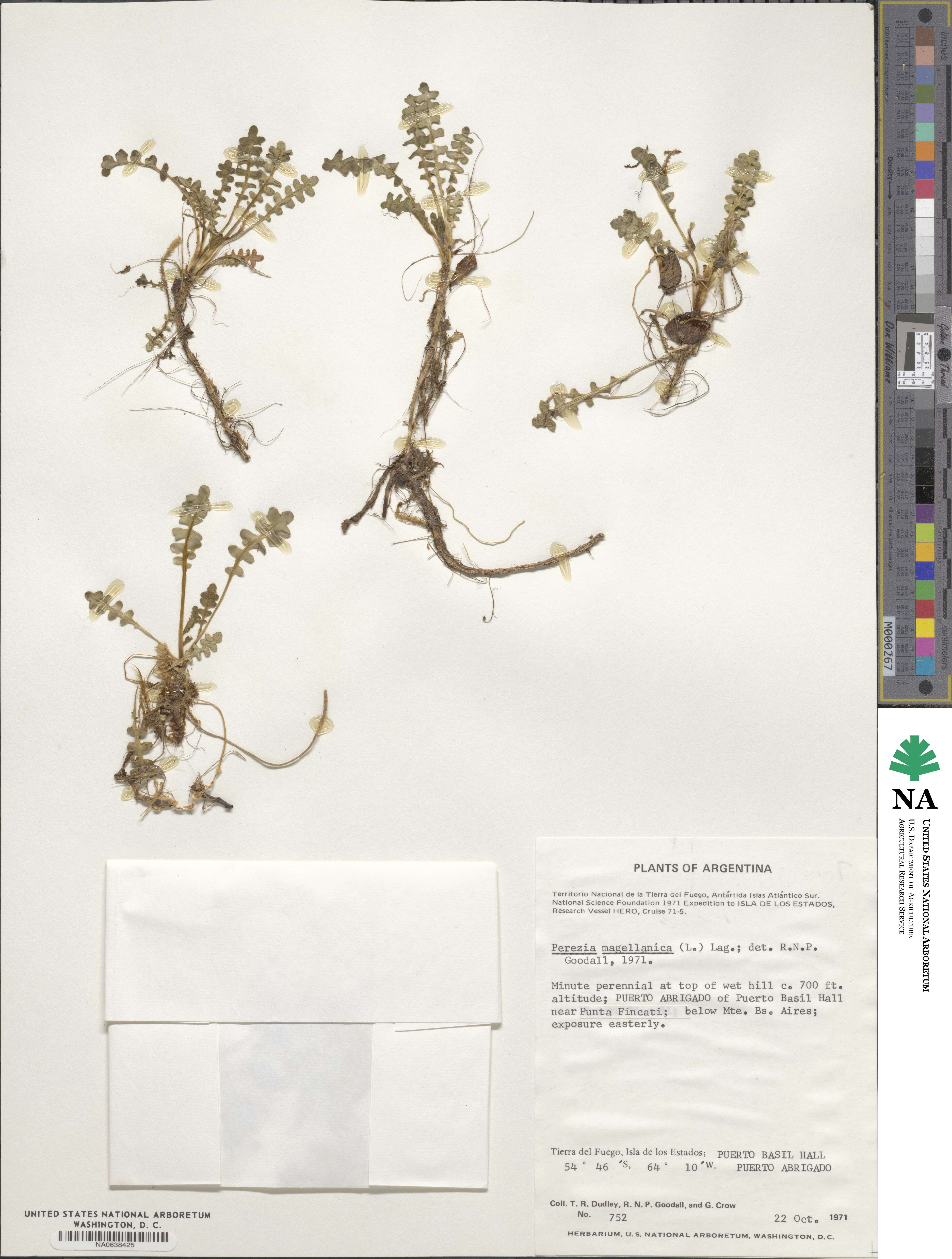 Perezia magellanica image