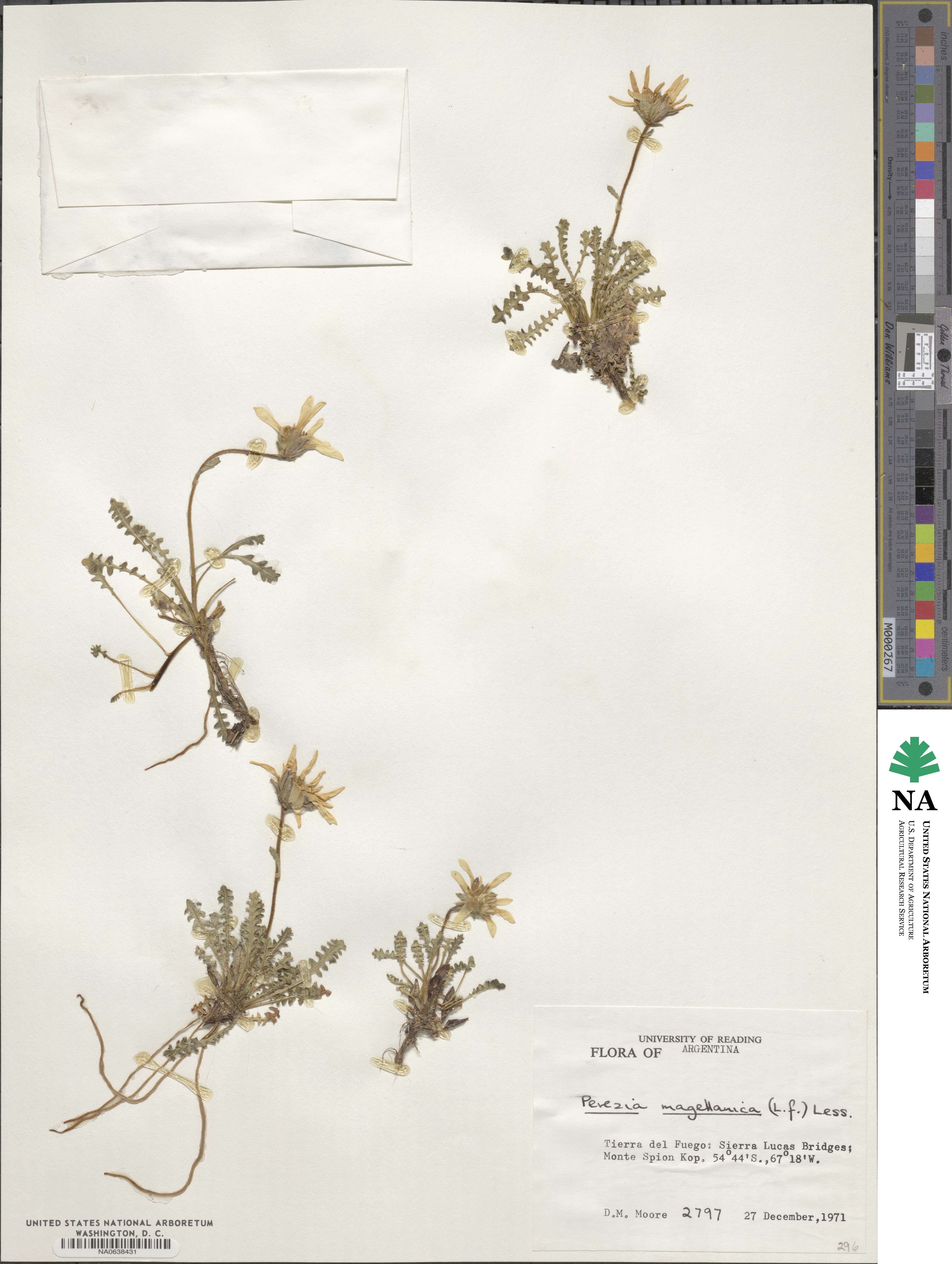 Perezia magellanica image
