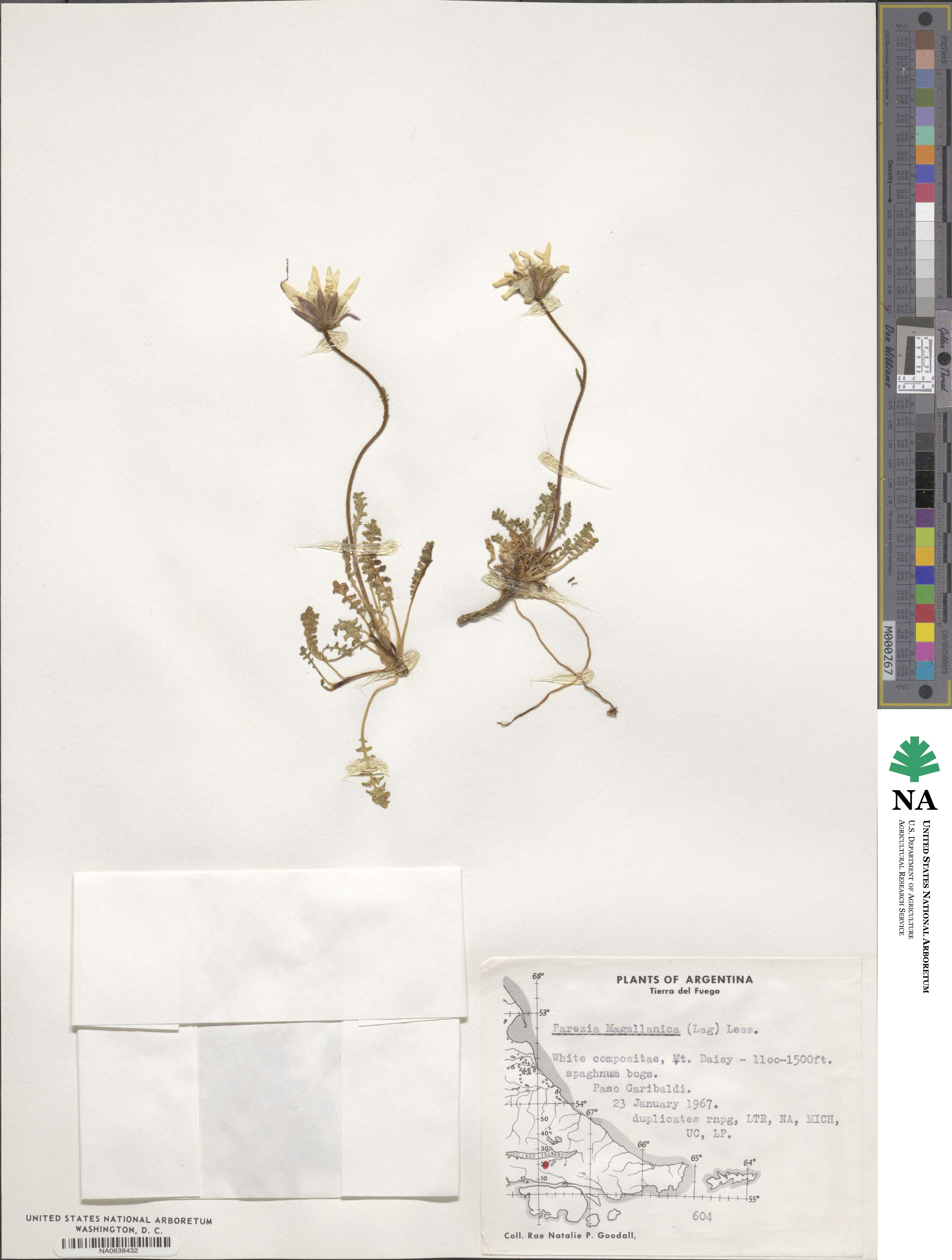 Perezia magellanica image