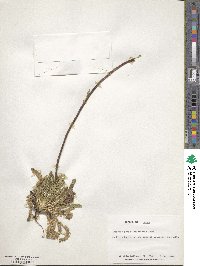 Perezia pedicularidifolia image