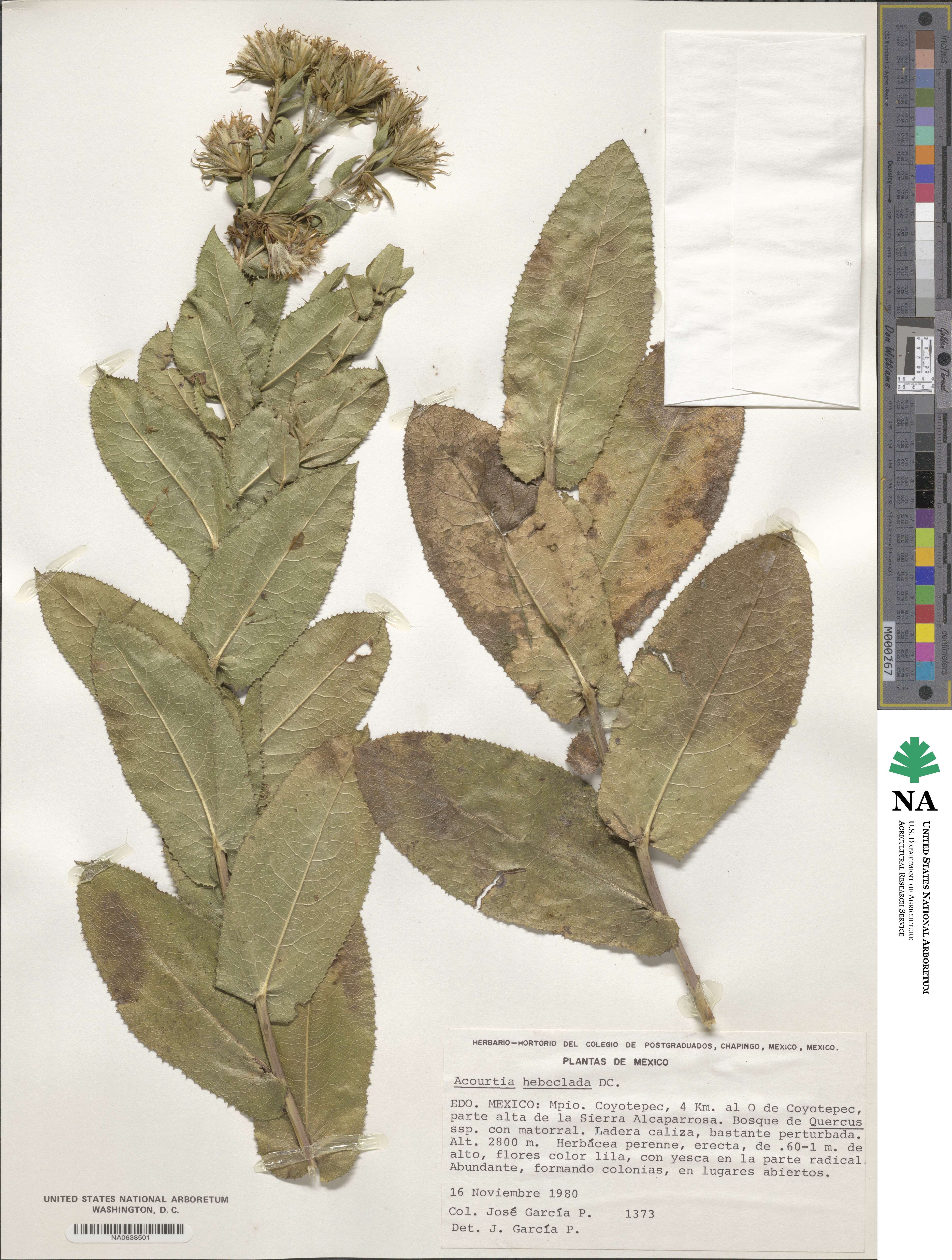 Acourtia cordata image