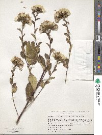 Acourtia platyphylla image