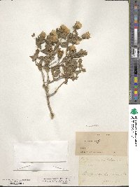 Trixis angustifolia image