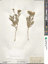 Trixis angustifolia image