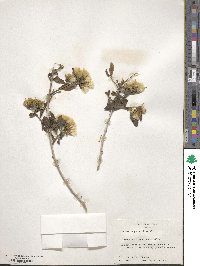 Trixis angustifolia image