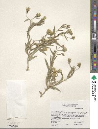 Image of Trixis californica