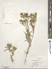 Trixis californica image