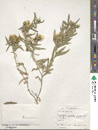 Trixis californica image