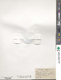 Image of Cochemiea grahamii