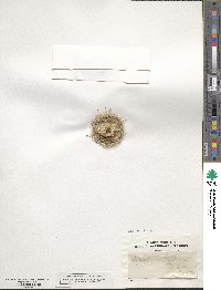 Cochemiea grahamii image