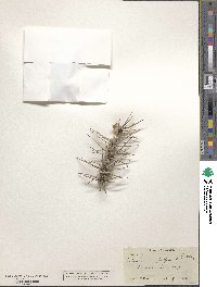 Image of Echinocactus polycephalus