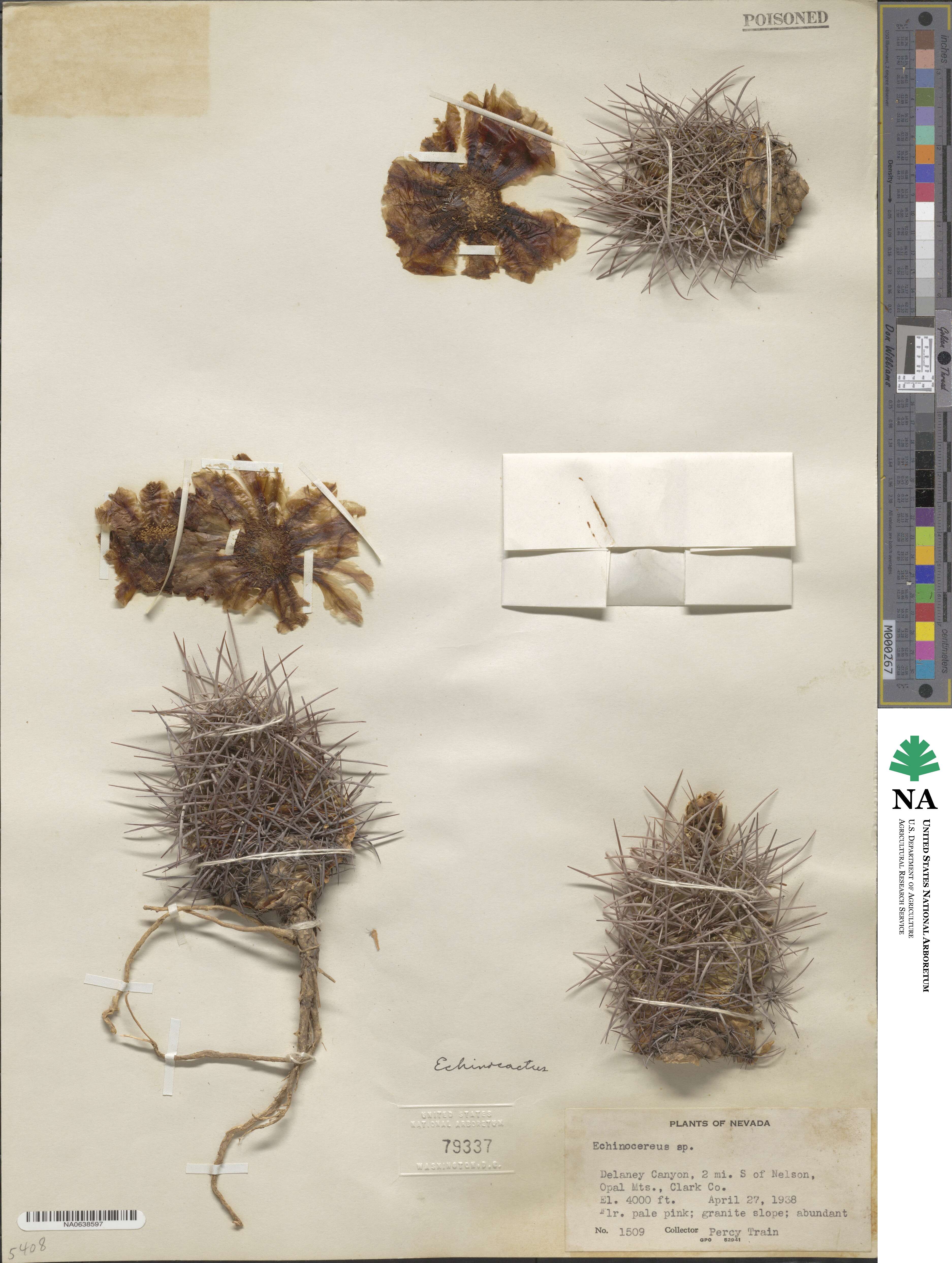 Echinocactus image